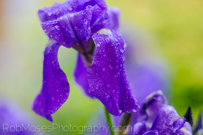 1 Samsung NX100 famous Canon FD 50mm 1.4 adapter - mirrorless camera - Rob Moses Photography