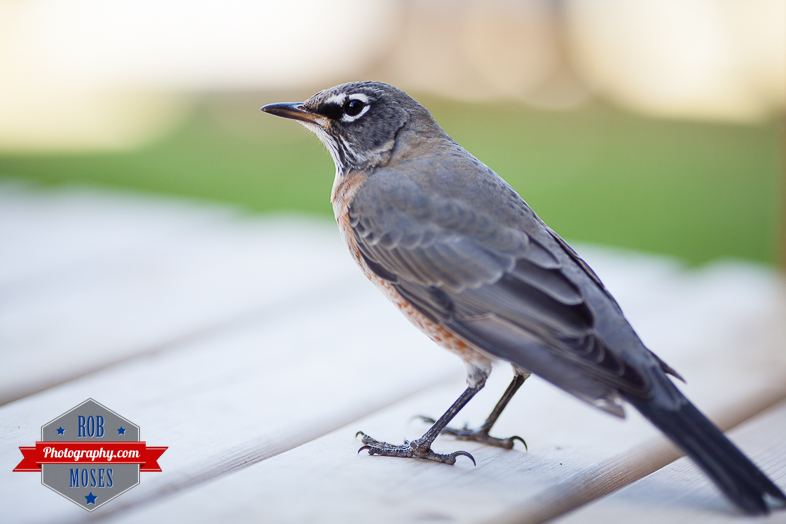 Wild bird window hit Calgary yyc city wildlife - Rob Moses Photography-1-2