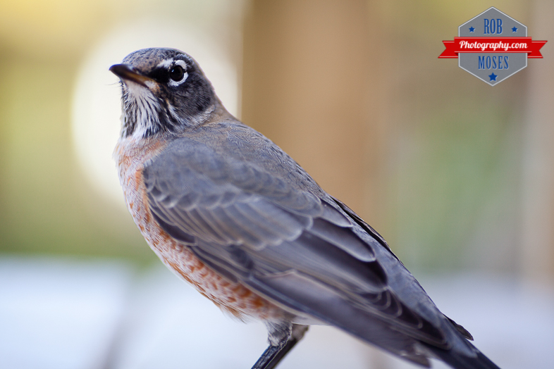 Wild bird window hit Calgary yyc city wildlife - Rob Moses Photography-1-3