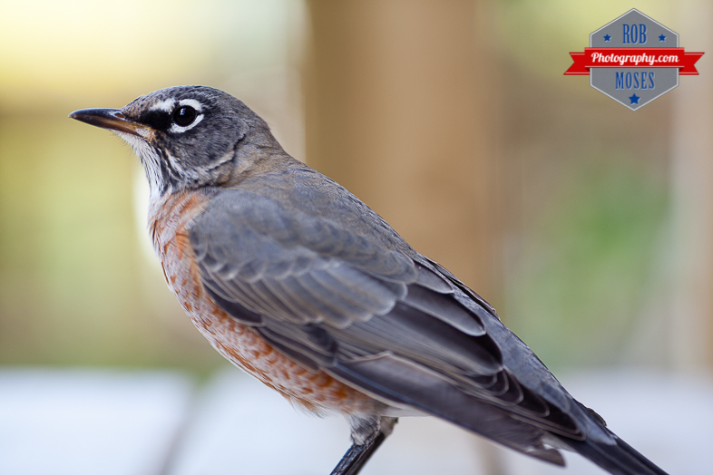 Wild bird window hit Calgary yyc city wildlife - Rob Moses Photography-1-4