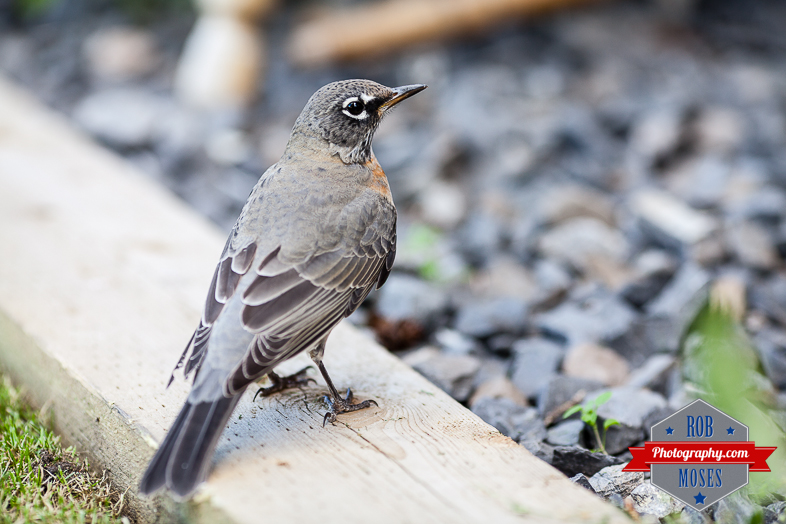 Wild bird window hit Calgary yyc city wildlife - Rob Moses Photography-1-5