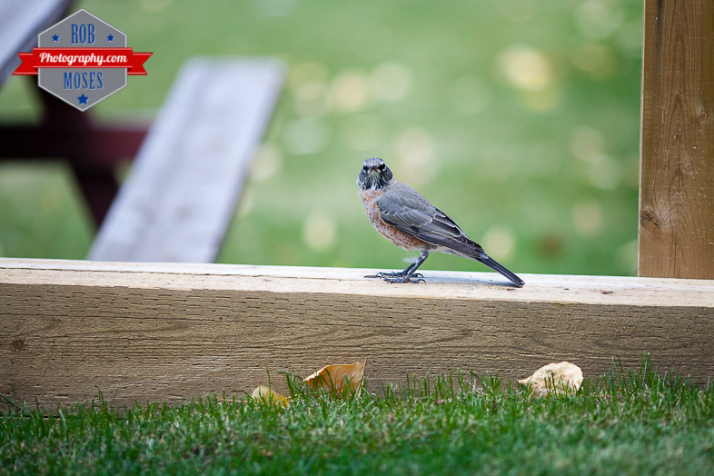 Wild bird window hit Calgary yyc city wildlife - Rob Moses Photography-1-6