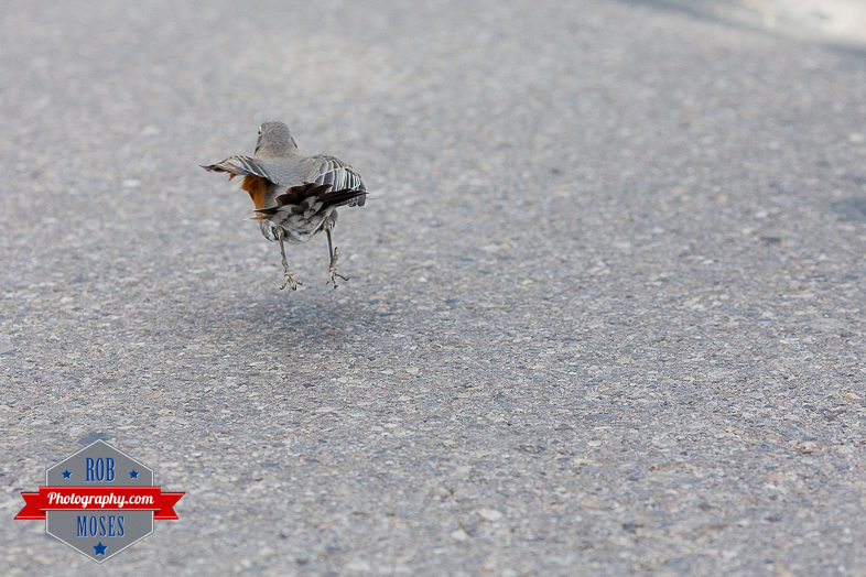 Wild bird window hit Calgary yyc city wildlife - Rob Moses Photography-1-7