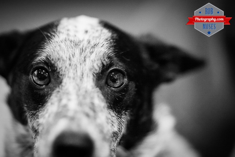 Dog celebrity doggy Doggie eyes bokeh blur pet - Rob Moses Photography - Calgary Vancouver Seattle