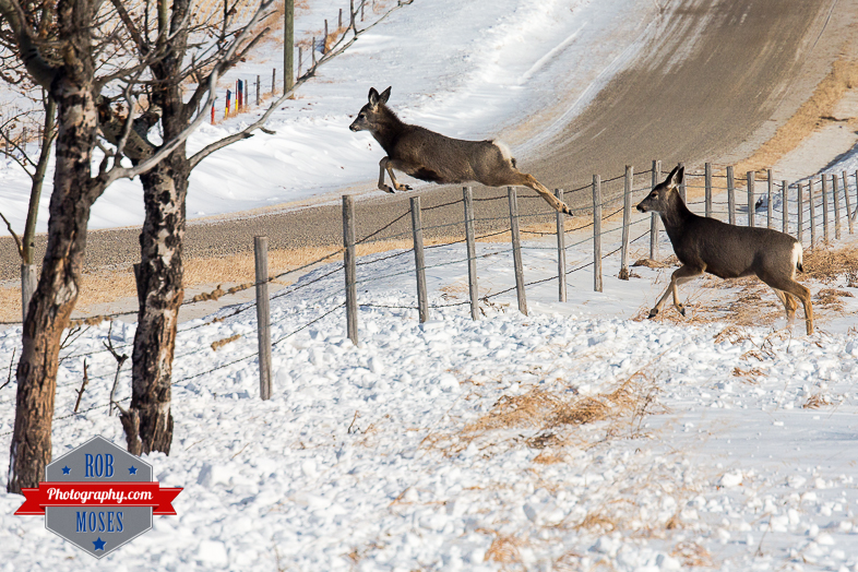 Wild Animal elk baby small deer jumping fence famous horns antlers amazing nature beautiful wildlife alberta canada winter - Rob Moses Photography - Vancouver Seattle Calgary Photographer-1-3