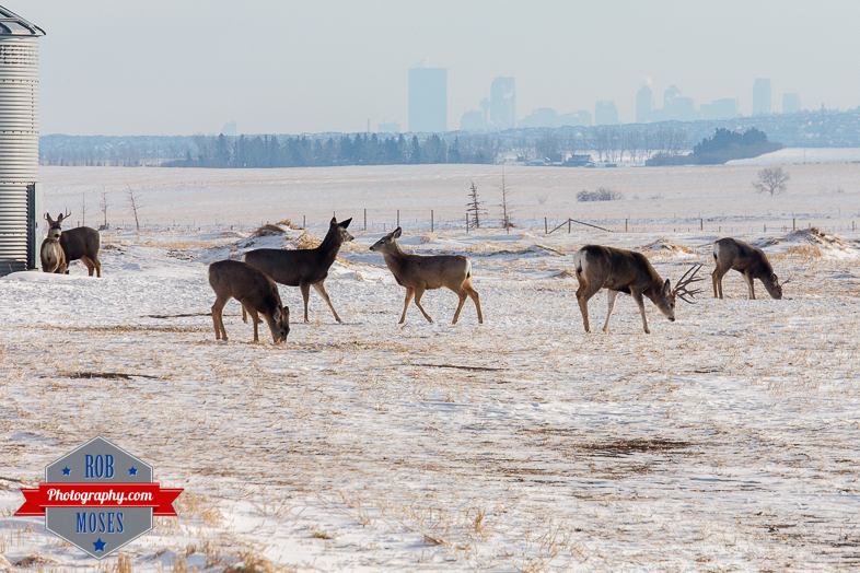 Wild Animal elk deer jumping fence famous horns antlers amazing nature beautiful wildlife alberta canada winter - Rob Moses Photography - Vancouver Seattle Calgary Photographer-1