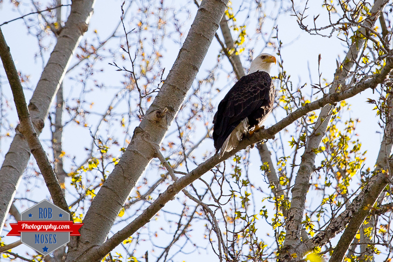 Eagle bird wild wildlife BC British Columba Casltegar wilderness amazing beautiful - Rob Moses Photography - Native American Alaskan Famous Tlingit - Seattle Top Vancouver Photographer Popular Photographers-2