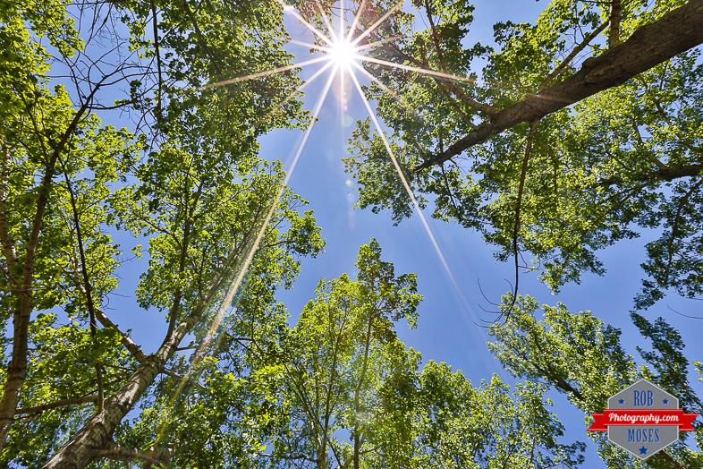 Sun Sky Alberta trees leaves nature natural - Rob Moses Photography - Vancouver Seattle Calgary Photographer Photographer Native American Famous Tlingit Ojibawa Top Popular Best Canadian Lifestyle