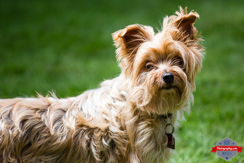 Dog doggy buster pet yyc - Rob Moses Photography - Vancouver Seattle Calgary Photographer Photographers Native American Famous Tlingit Ojibawa Top Popular Best Good Canadian Awesome Lifestyle 1