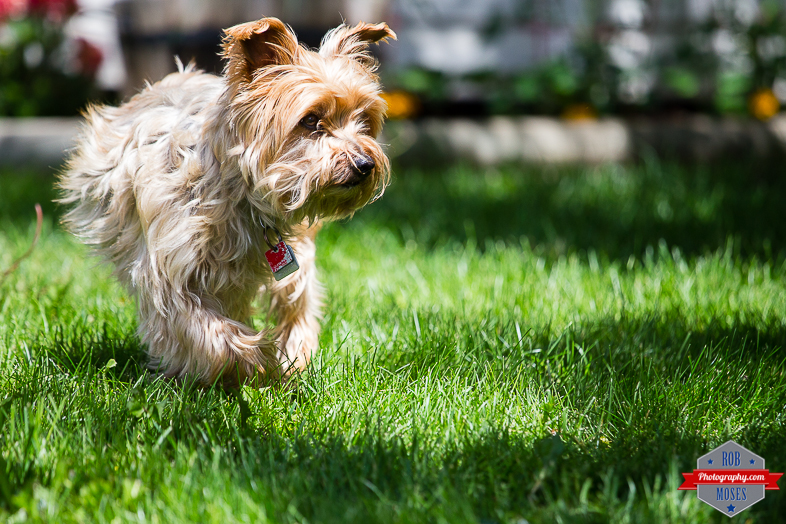 Dog doggy buster pet yyc - Rob Moses Photography - Vancouver Seattle Calgary Photographer Photographers Native American Famous Tlingit Ojibawa Top Popular Best Good Canadian Awesome Lifestyle 2