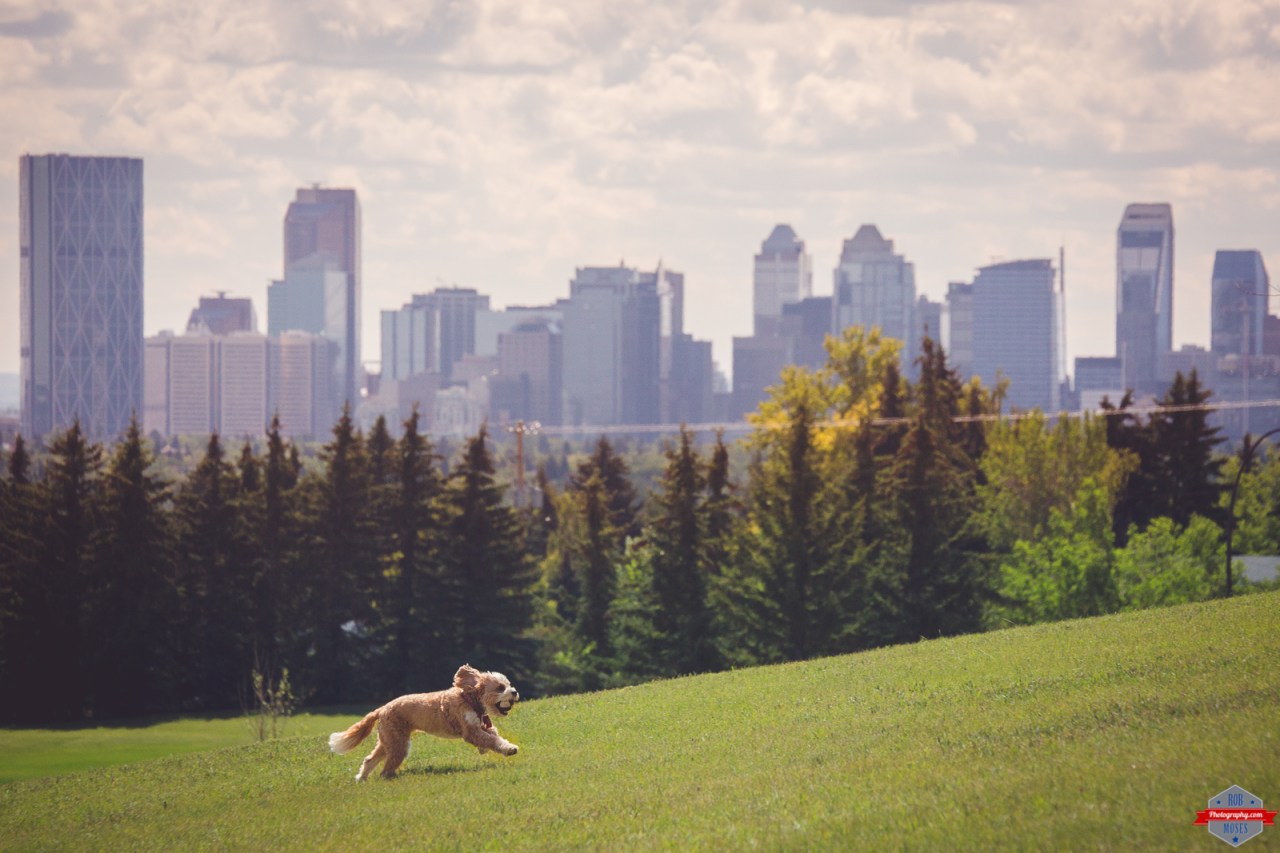 Dog doggie running fetch YYC Skyline Rob Moses Photography Calgary Photographer Photographers Native American Famous un celebrity Tlingit Ojibawa Top Popular Best Good Canadian