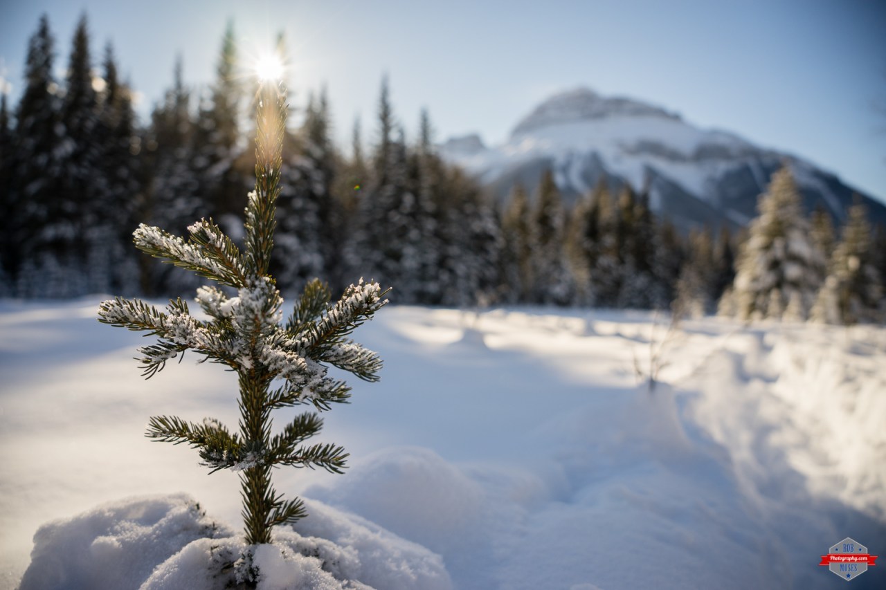 Click photo to view in a larger size.