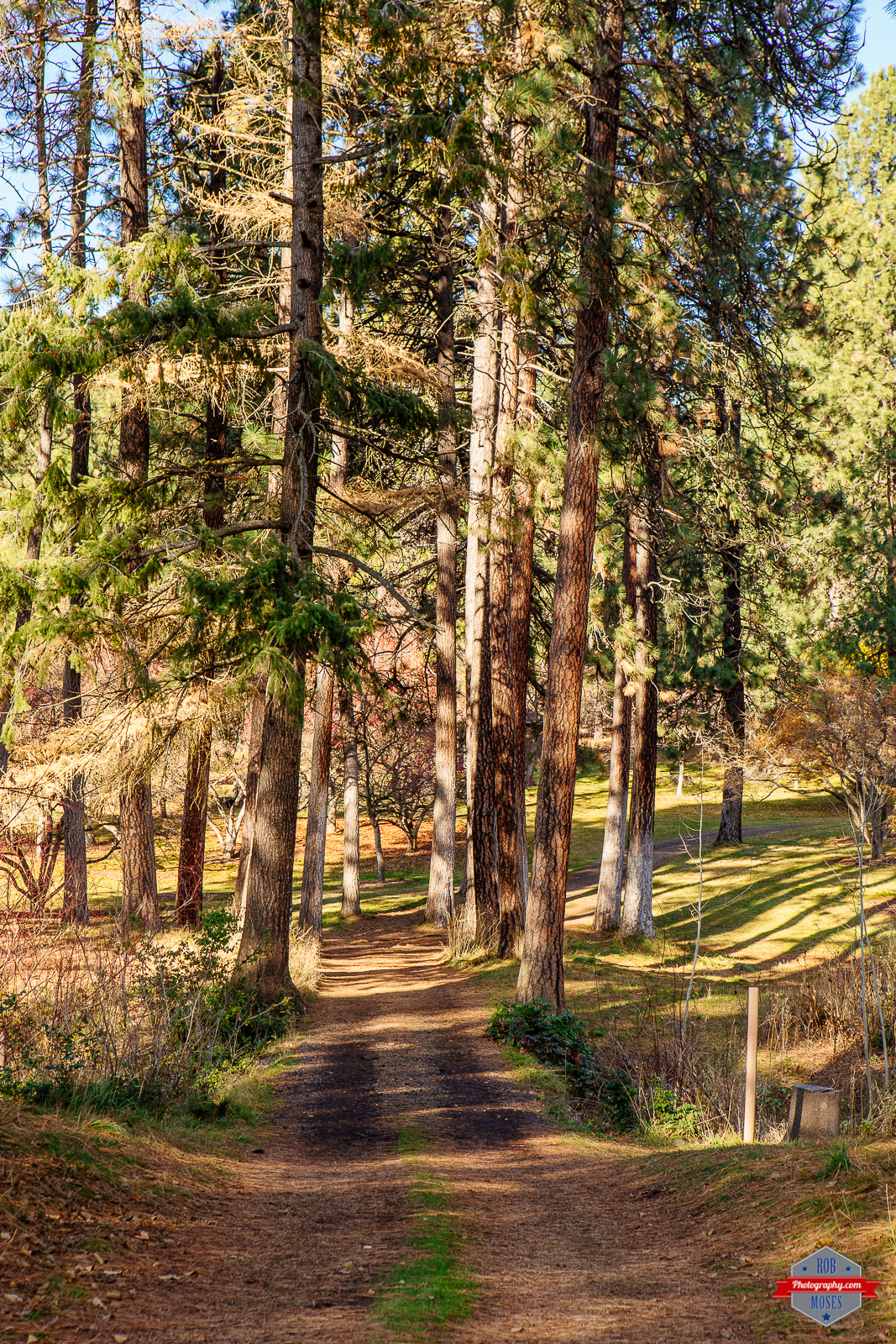 spokane-washington-john-finch-park-sun-burst-rob-moses-photography-portland-calgary-vancouver-seattle-spokane-photographer-wa-bc-native-american-tlingit-ojibaway-famous-un-celebrity-canadian-best-pdx