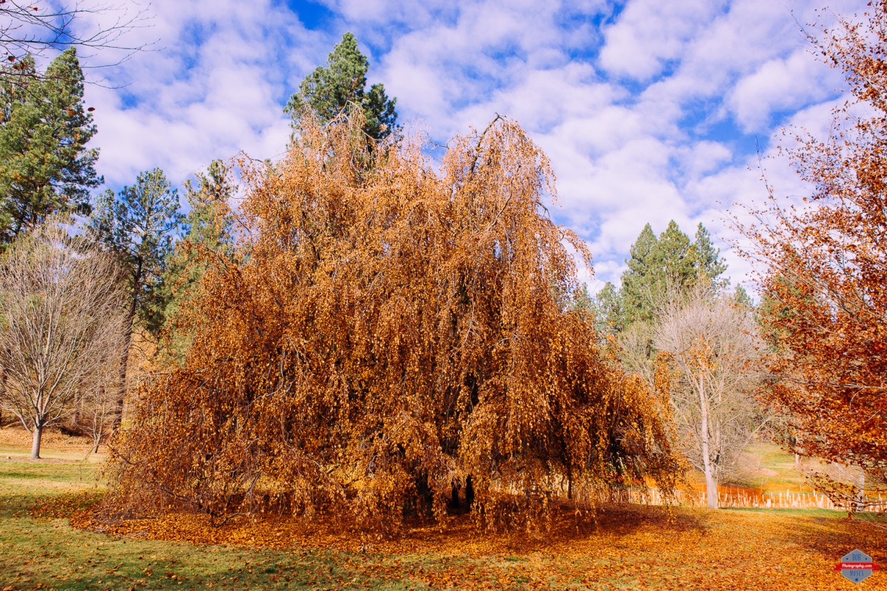 spokane-washington-john-finch-park-sun-burst-rob-moses-photography-portland-calgary-vancouver-seattle-spokane-photographer-wa-bc-native-american-tlingit-ojibaway-famous-un-celebrity-canadian-best-pdx