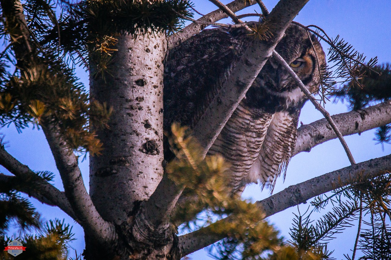 great-horned-owl-magpie-bird-friends-rob-moses-photography-portland-calgary-vancouver-seattle-spokane-photographer-wa-bc-native-american-tlingit-ojibaway-famous-un-celebrity-canadian-best-pdx-3
